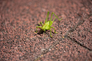 Grashüpfer