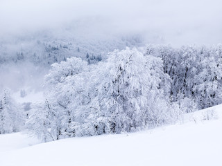 beautiful view snow at mountain with pine trees