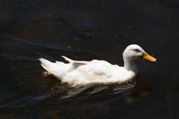 Goose swimming at Lake Alexandra