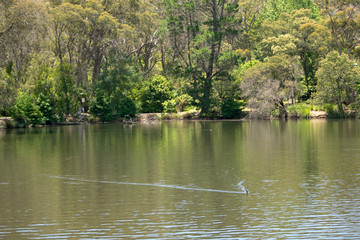 Fototapeta na wymiar Lake Alexandra surrounded by trees