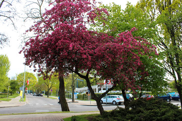 Gdynia, Poland - May 2, 2014: Pink blossom of Sakura as an ornament of a city street near the intersection of roads