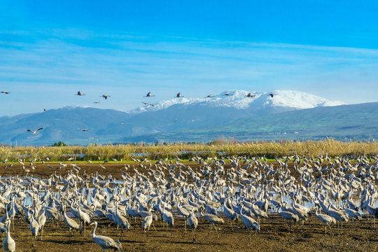 Common Crane birds in Agamon Hula bird refuge, with Mount Hermon