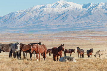 Fototapeta na wymiar Herd of Wild Horses in Winter
