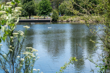 Lake Alexandra with geese swimming and people riding bicycles