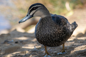 Standing duck at Lake Alexandra