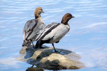 Two wood ducks standing on rock in lake