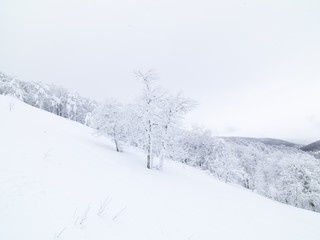 snowy day at mountain with cowered pine trees