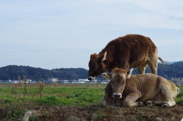 牧場の牛