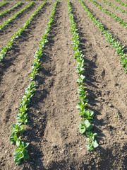 young plants in rows  in a organic cultivated field
