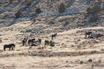 Fototapeta na wymiar Wild Horses in the Utah Desert in Winter