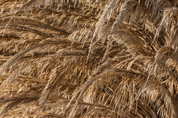 Dry brown leaves of a palm tree in a typical wadi in the sahara desert
