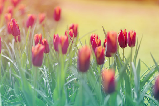 Orange and red tulips in a park background. Spring concept. Closeup. Toned image, soft focus.