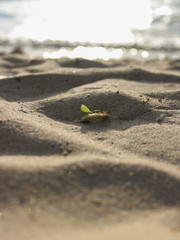 Fototapeta na wymiar beach sea plants sand life nature 