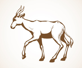 Antelope. Vector illustration