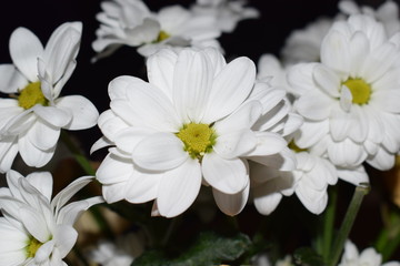 Fototapeta na wymiar Fleur Marguerite blanche 