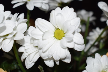 Fleur Marguerite blanche 