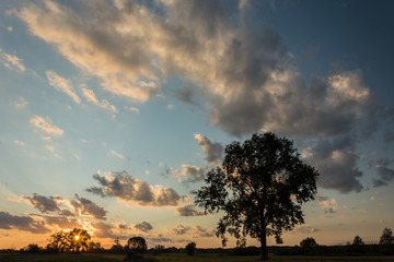 Fototapeta na wymiar Silhouette of a large oak tree on a meadow, sunset and clouds in the sky