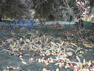 The beautiful Olive in farmland