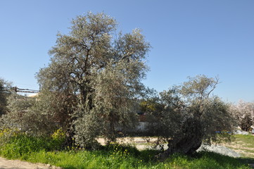 The beautiful Olive in farmland
