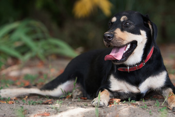 Labrador Retriever lying down in the beautiful Autumn day