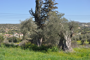 The beautiful Olive in farmland