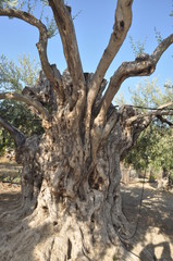 The beautiful Olive in farmland