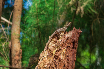Brown basilisk (Basiliscus vittatus) lizard on tree stump - Wolf Lake Park, Davie, Florida, USA