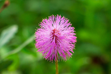Sunshine mimosa powderpuff (Mimosa strigillosa) flower closeup - Davie, Florida, USA