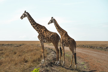 Naklejka na ściany i meble Giraffe looking over the savanna