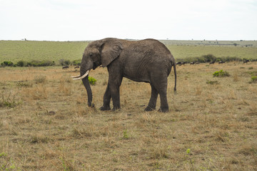 Naklejka na ściany i meble majestic elephant on the savanna