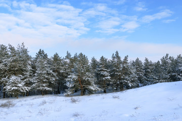 bright pre-holiday winter forest / nature forests of Ukraine winter landscape