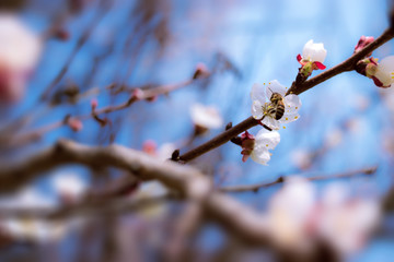 fruit tree flowers spring / spring flowering fruit trees