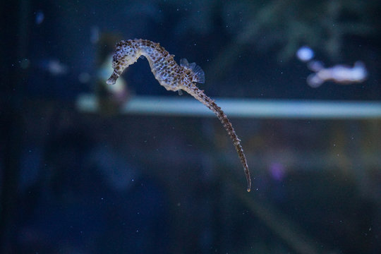Seahorse, Hippocampus swimming