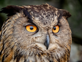 closeup of eagle owl with orange eyes