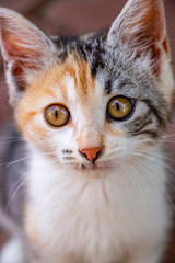 Close-up portrait of a cute adopted stray calico or tricolor female kitten