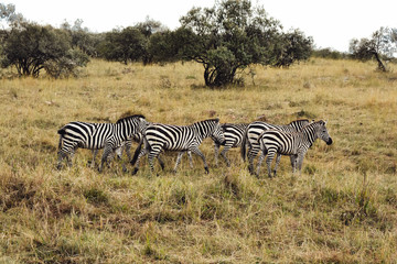 Fototapeta na wymiar A flock of Zebras