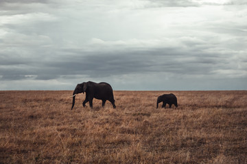 Fototapeta na wymiar A big elephant followed by a small elephant 