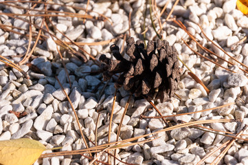 Zapfen auf Kieselsteinen 