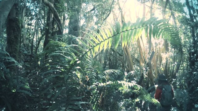 Female backpacker exploring the tropical forest of the Patagonian region. 4k