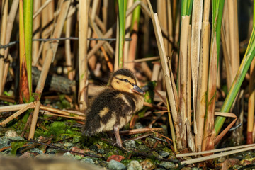 Naklejka na ściany i meble cute tiny young duckling in spring