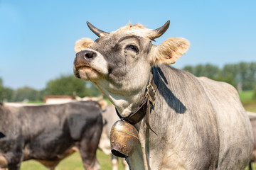 charolais cow portrait. livestock on the meadow