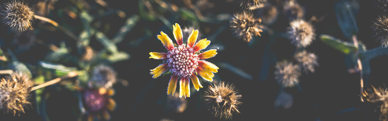 Beautiful dry flower covered with hoarfrost.