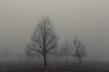 Autumn landscape with trees in thick fog and frost on the branches