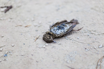 Dead bird on concrete floor