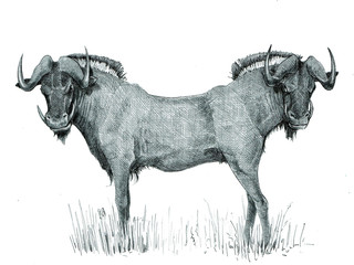Wildebeest monster. Gnu with with two heads. Fantasy creature drawing.