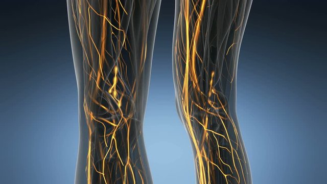 science anatomy scan of human body with blood vessels