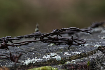 Detail shot of barbed wire on some wood with moss.