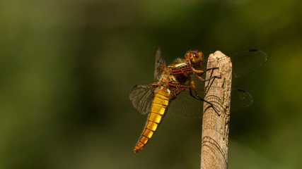 dragonfly