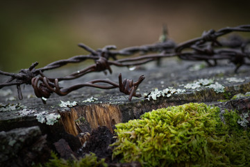Detail shot of barbed wire on some wood with moss.