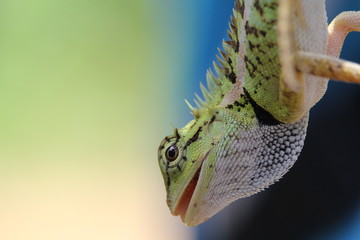 Lizard